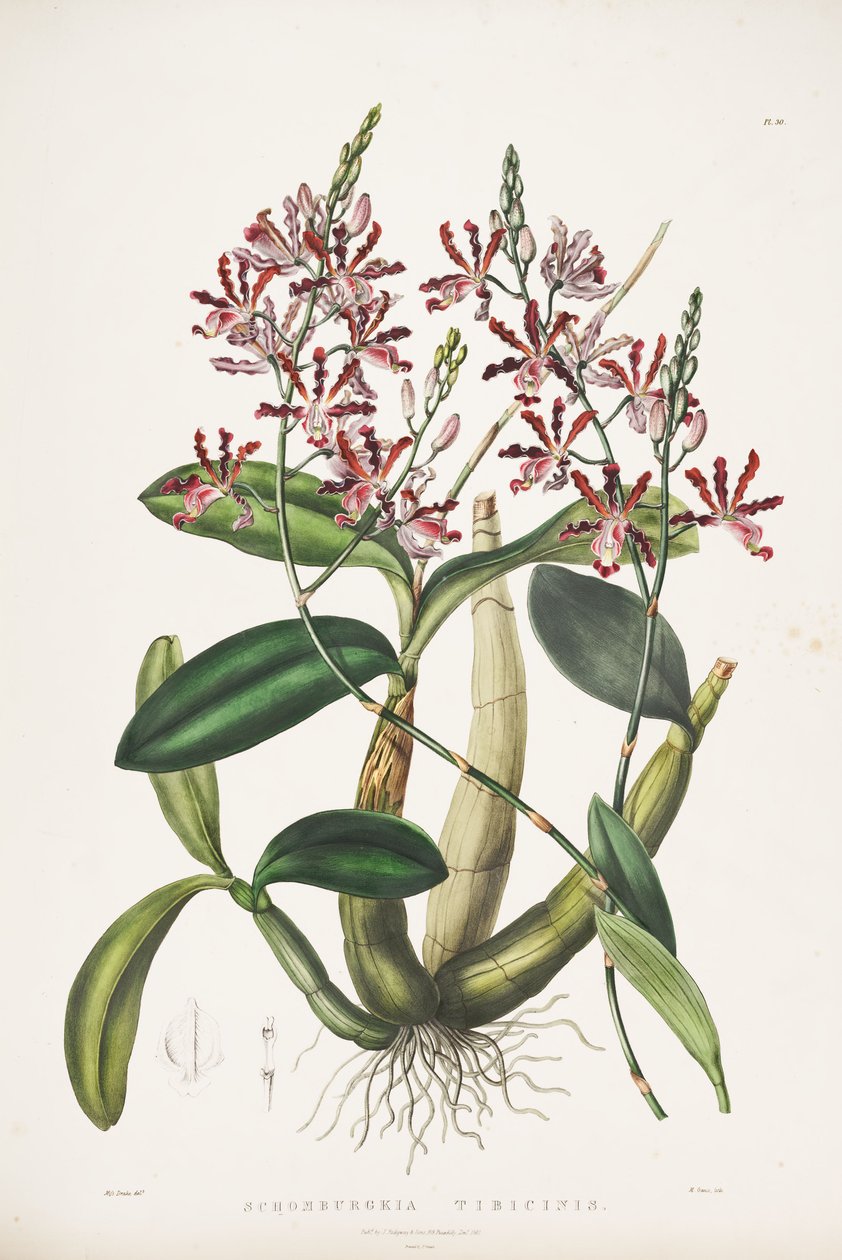 Ilustrace Myrmecophila tibicinas jako syn. Schomburgkia flutis od James Bateman