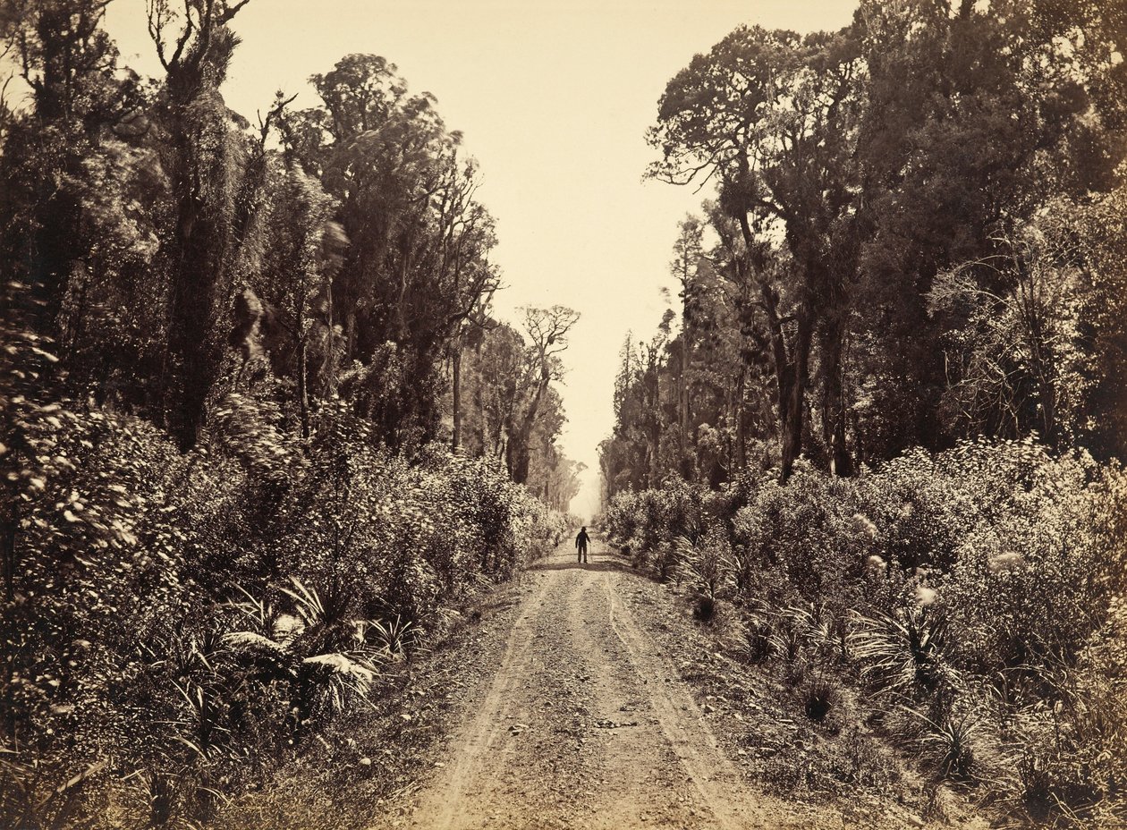 Five Mile Avenue, Forty Mile Bush od James Bragge
