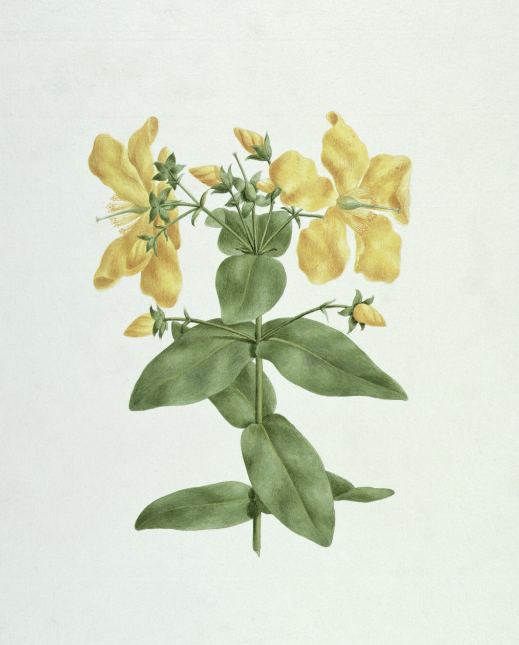 Feel-Fetch (Hypericum quartinianum) (wc přes grafit na papíře) od James Bruce