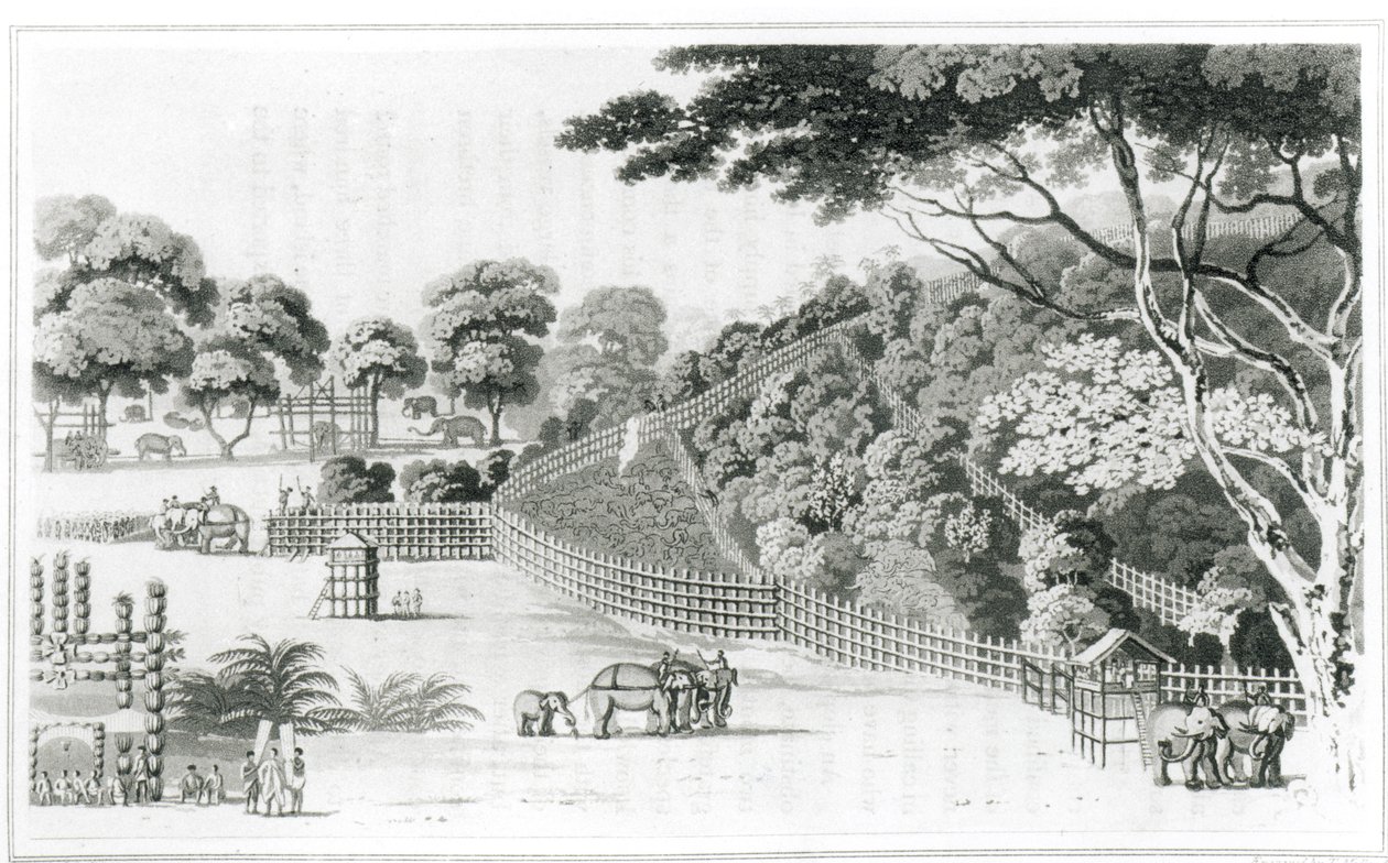 Elephant Snare at Kotawy, svazek I z „A Description of Ceylon“ od Jamese Cordinera, vydáno 1807 od James Cordiner