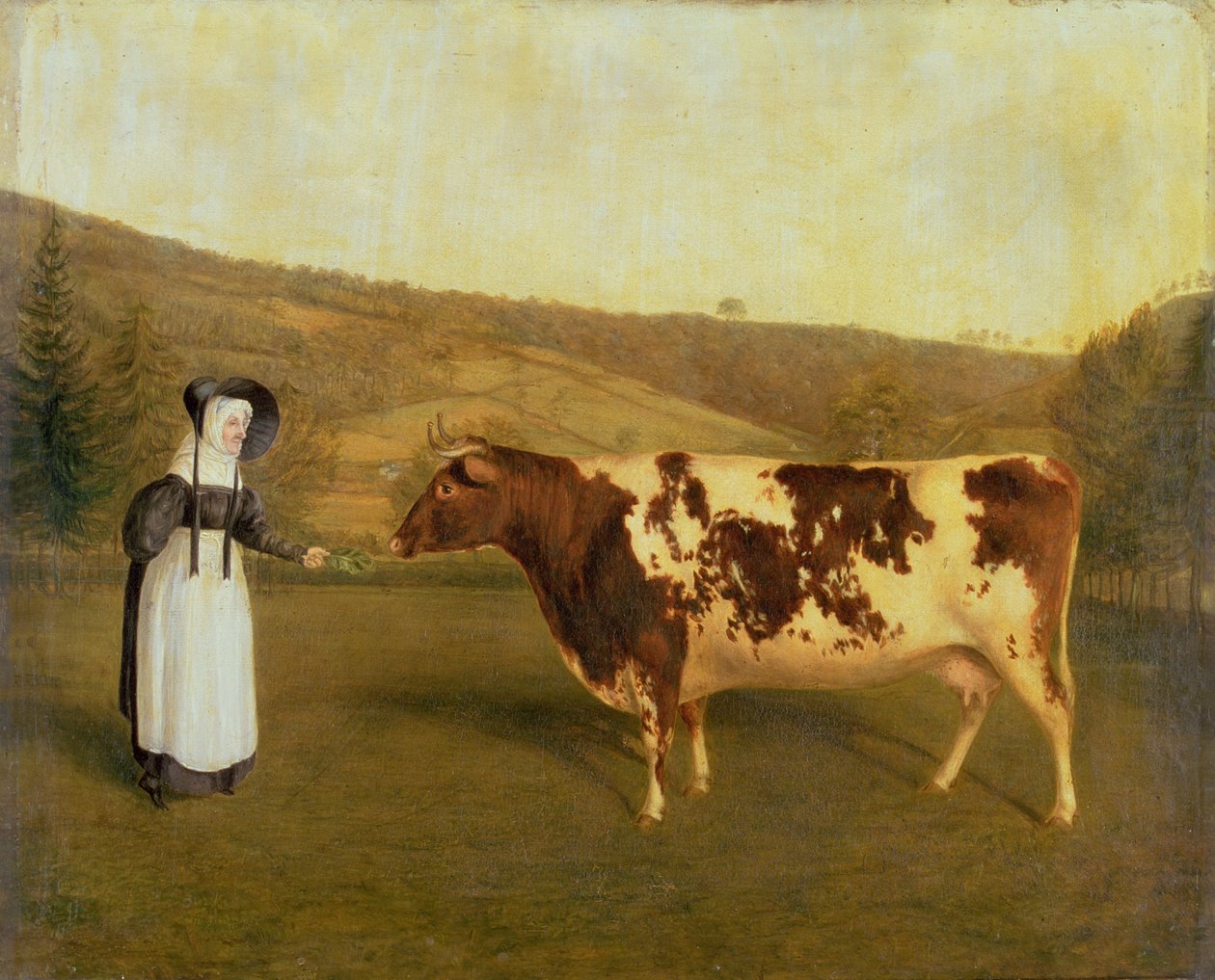 Kráva krátkorohá, kolem 1840-50 od James Flewitt Mullock