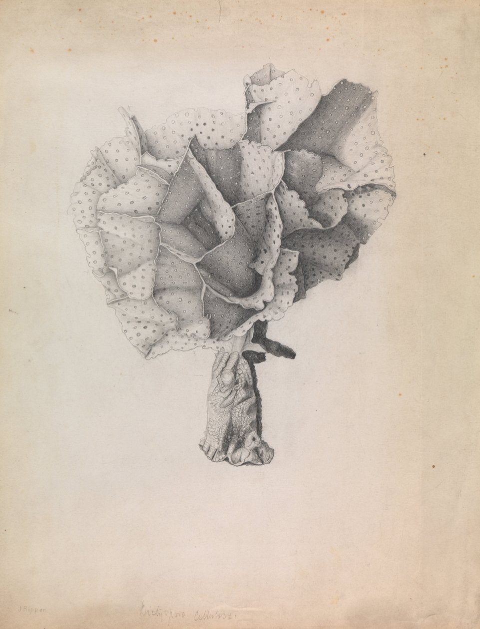 Krajka Coral, Adeona cellulosa od James Ripper
