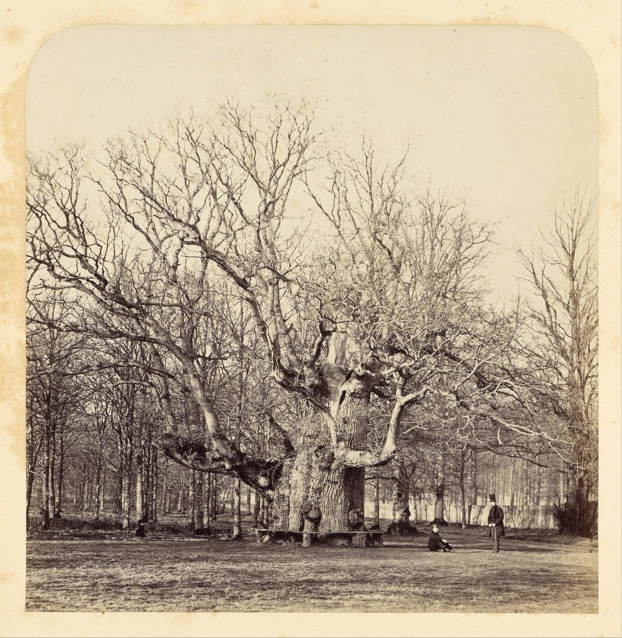 Starý dub Pollard u Forest Gate od James Sinclair
