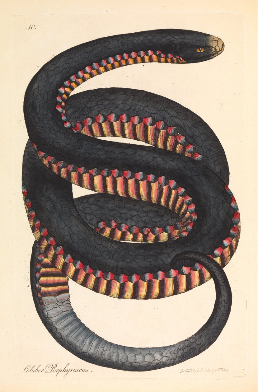 Karmínový had, Coluber porphyriacus od James Sowerby