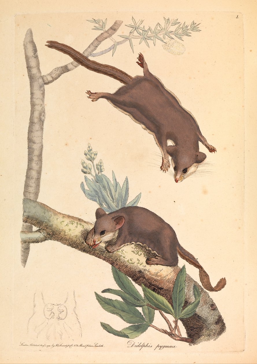 Pygmy vačice, Didelphis pygmaeus od James Sowerby