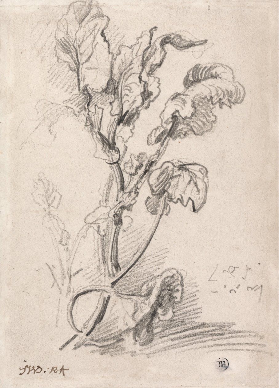Studie rostlin od James Ward