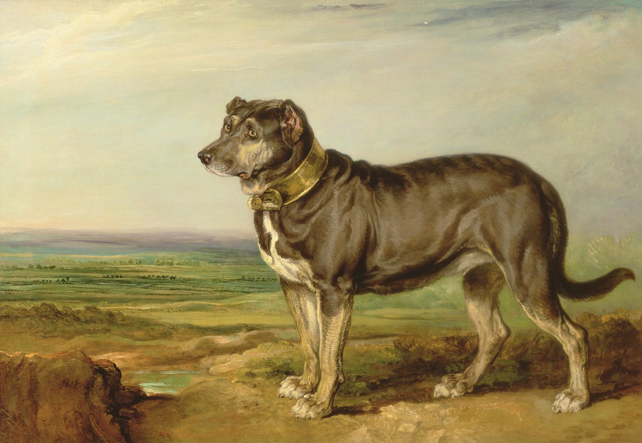 Portrét španělského ohaře ´Vic´, asi 1818-20 od James Ward