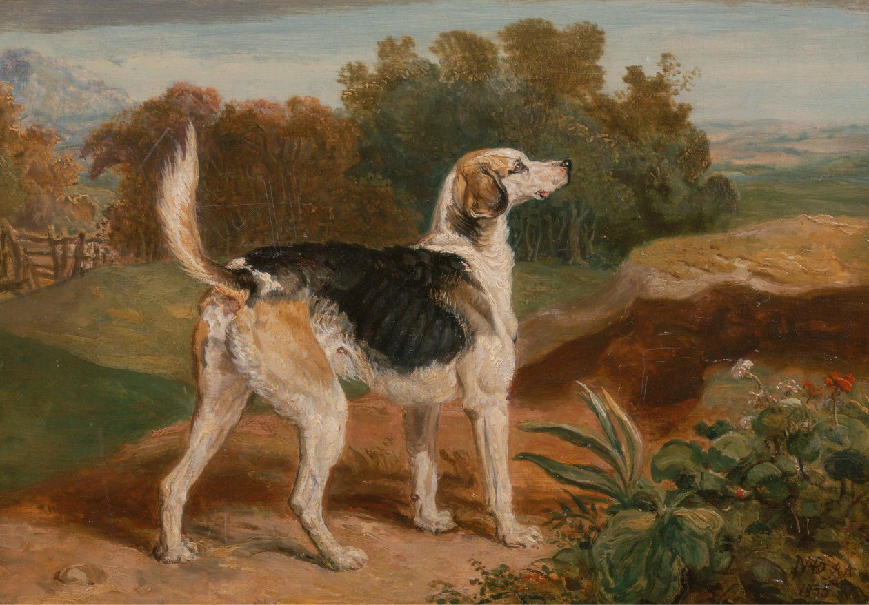 Ravager, jeden z Lambton Houndů od James Ward