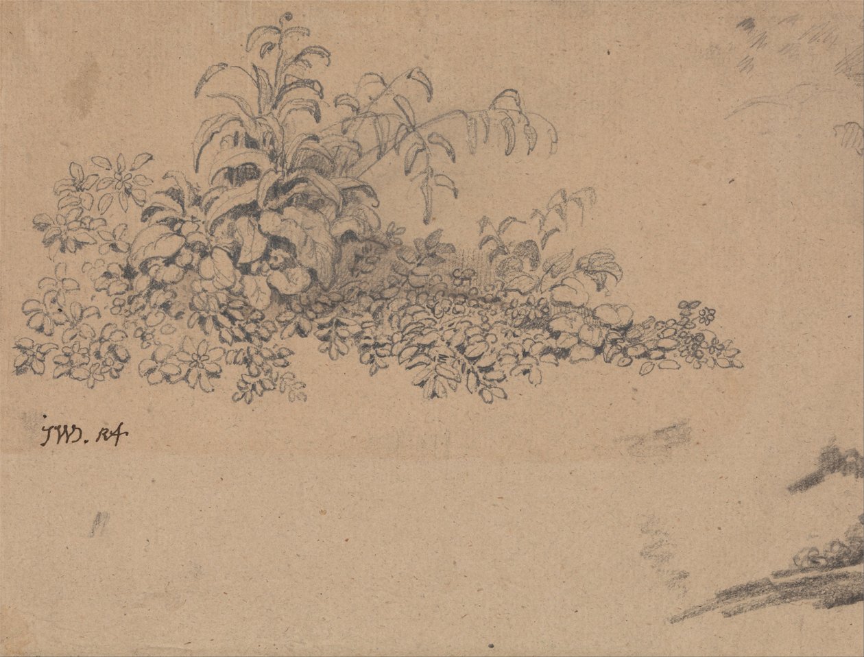Studium podrostu od James Ward