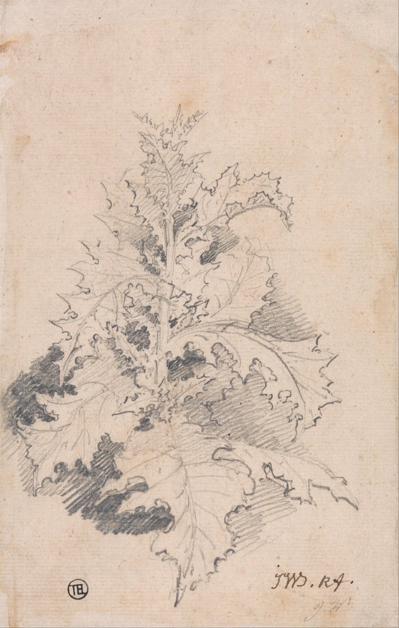 Studie bodláku od James Ward