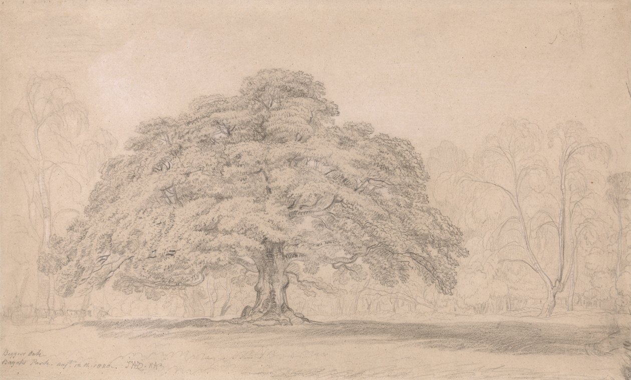 The Beggars Oak, Bagots Park, 12. srpna 1820 (Oslavovaný starověký strom na Lord Bagots Blithfiel ... od James Ward