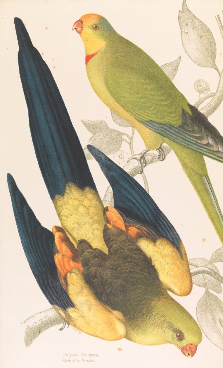 Papoušek černý, Polytelis melanura a andulka zeleného póru, Polytelis barranandi od James Whitley Sayer