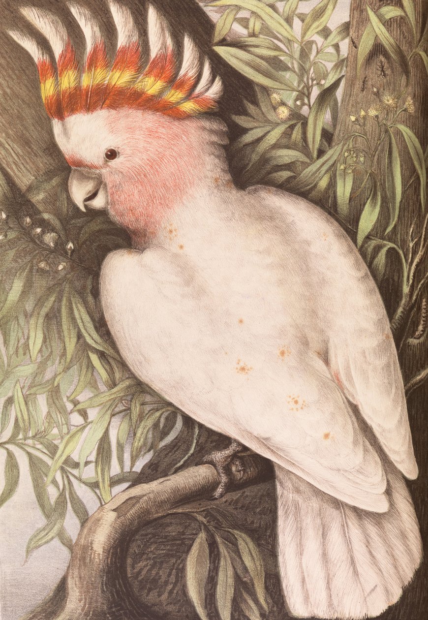 Leadbeaters Cockatoo, Plyctolophus leadbeateri od James Whitley Sayer
