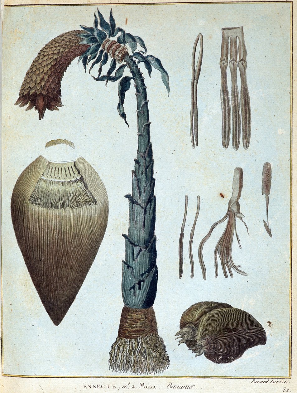 Banán - v „“ Cesta do Núbie a Habeše podniknuté k objevení pramenů Nilu v letech 1768 až 1772“, James Bruce, sv. 1, Paříž od James Bruce