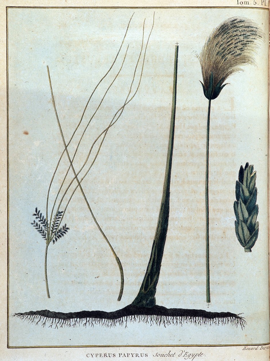 Cyperus papyrus, egyptský kmen - v „“ Cestě do Núbie a Habeše podniknuté k objevení pramenů Nilu v letech 1768 až 1772“, James Bruce, sv. 1, Paříž od James Bruce