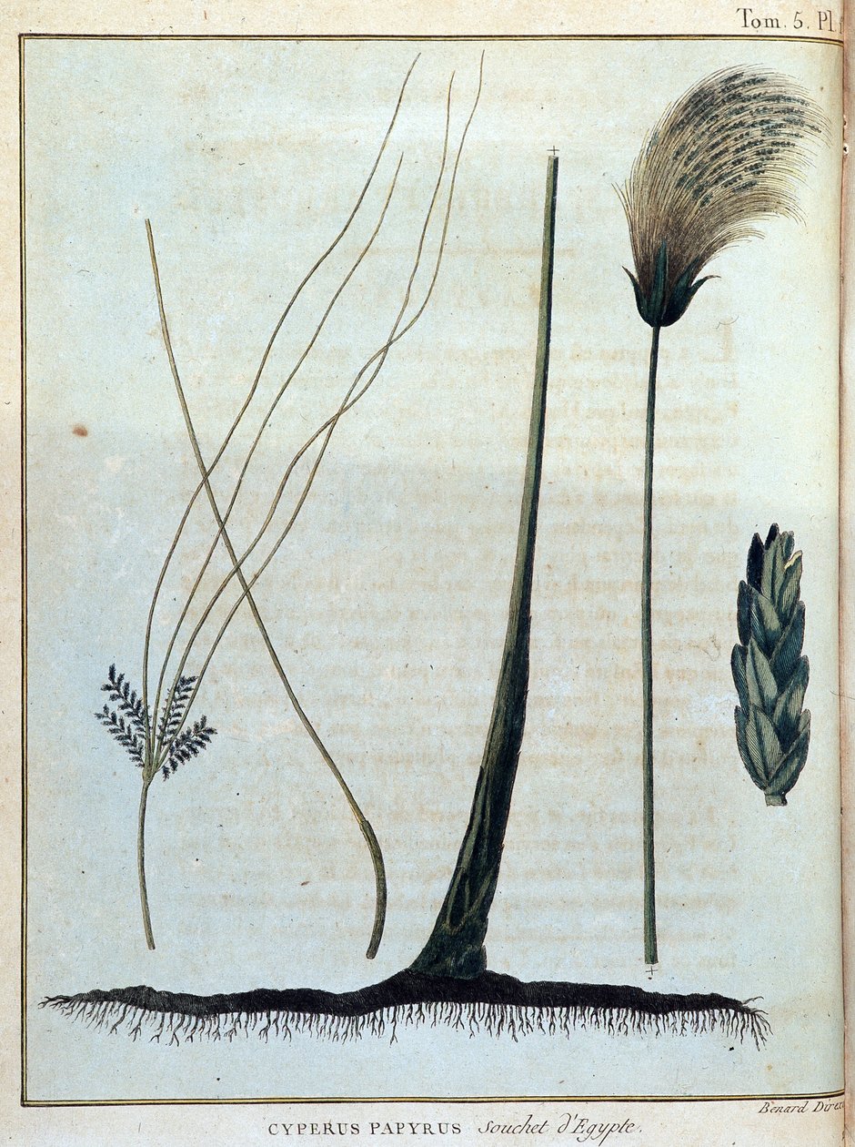 Cyperus papyrus, egyptský kmen - v „“ Cestě do Núbie a Habeše podniknuté k objevení pramenů Nilu v letech 1768 až 1772“, James Bruce, sv. 1, Paříž od James Bruce