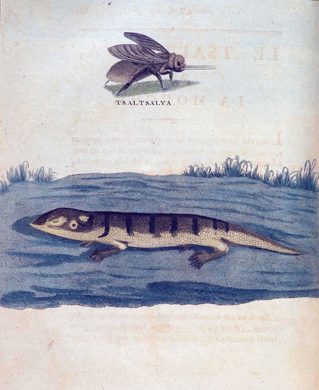 Moucha a lezard – v „“ Putování v Núbii a Habeši podniknuté k objevování pramenů Nilu v letech 1768 až 1772“, James Bruce, Paříž od James Bruce