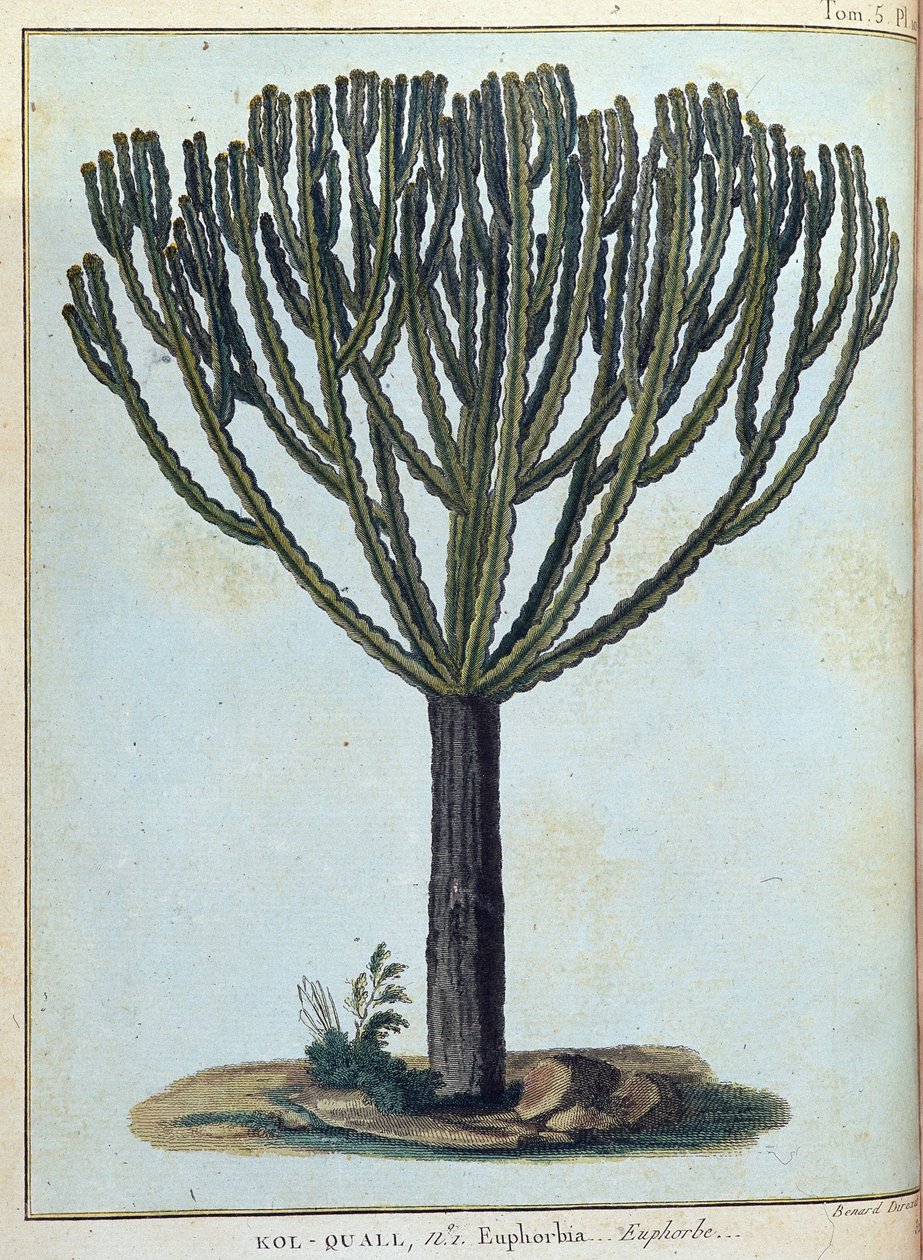 Kol-quall (Kol quall), euphorbia (kaktus) - v „“ Cesta do Núbie a Habeše podniknuté k objevení pramenů Nilu v letech 1768 až 1772“, od Jamese Bruce, sv. 1, Paříž od James Bruce