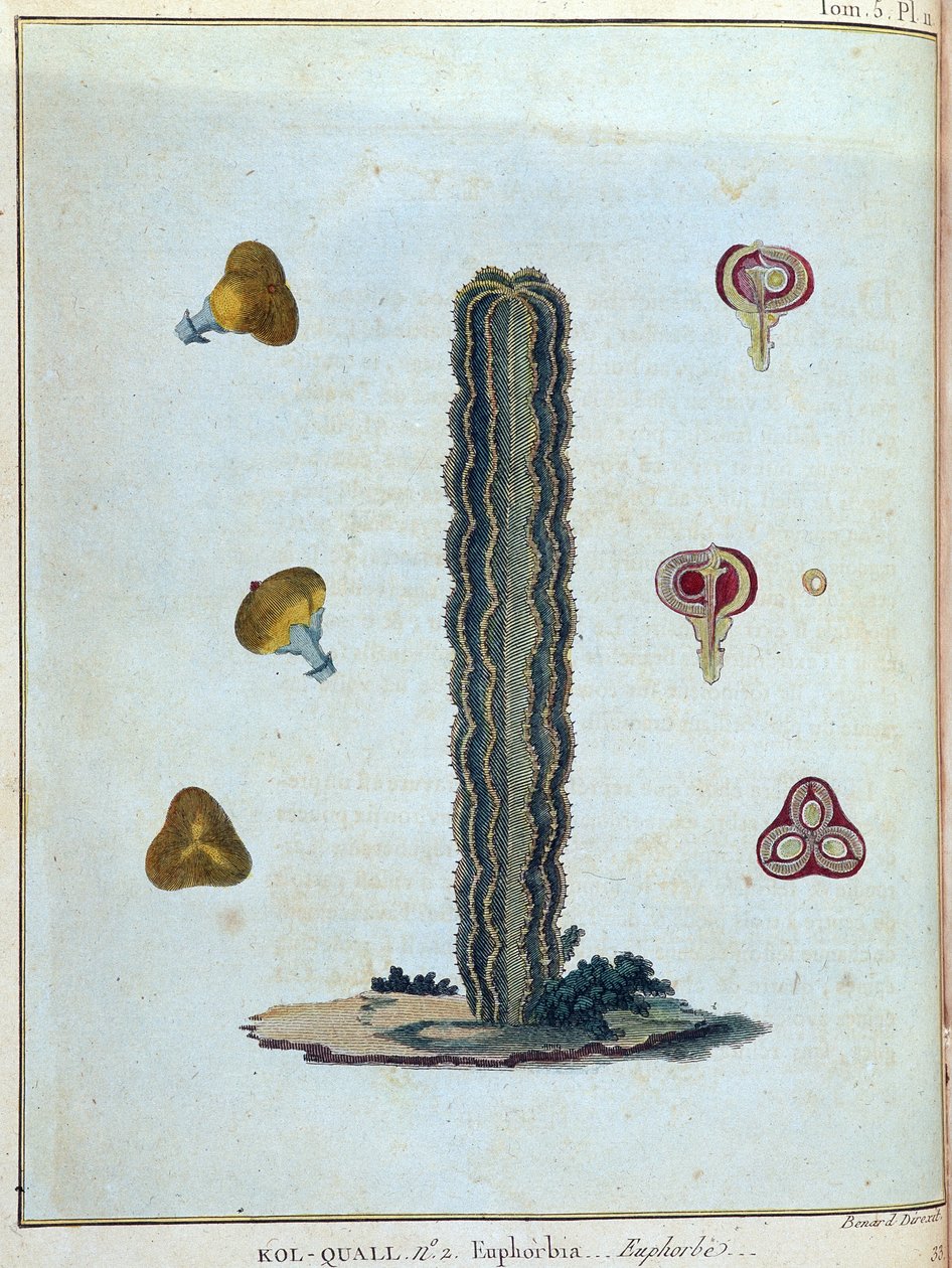 Kol-quall (Kol quall), euphorbia (kaktus) - v „“ Putování do Núbie a Habeše podniknuté k objevení pramenů Nilu v letech 1768 až 1772“, od Jamese Bruce, sv. 1, Paříž od James Bruce