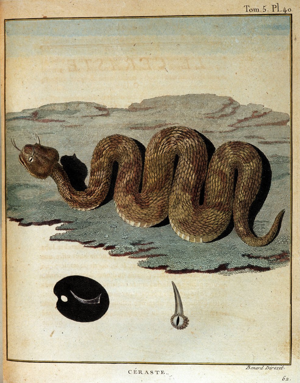 Had - v „“ Cesta do Núbie a Habeše podniknutý k objevení pramenů Nilu v letech 1768 až 1772“, James Bruce, Paříž od James Bruce