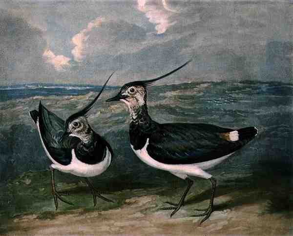 Kulíky, deska 9 British Feather Game, vyryl Charles Turner (1773-1857), pub. od R. Ackermanna, kolem 1810 (mezzotintová rytina) od James (after) Barenger