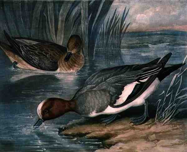 Widgeons, deska 6 British Feather Game, vyryl Charles Turner (1773-1857), pub. od R. Ackermanna, kolem 1810 (mezzotintová rytina) od James (after) Barenger