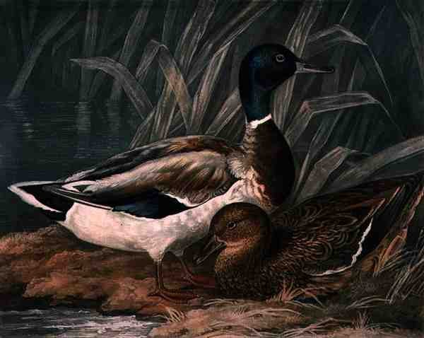 Divoké kachny, deska 5 British Feather Game, vyryl Charles Turner (1773-1857), pub. od R. Ackermanna, kolem 1810 (mezzotintová rytina) od James (after) Barenger