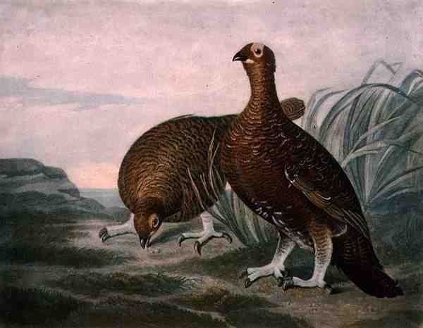 Red Grouse, deska 8 British Feather Game, vyryl Charles Turner (1773-1857), pub. od R. Ackermanna, kolem 1810 (mezzotintová rytina) od James (after) Sillett