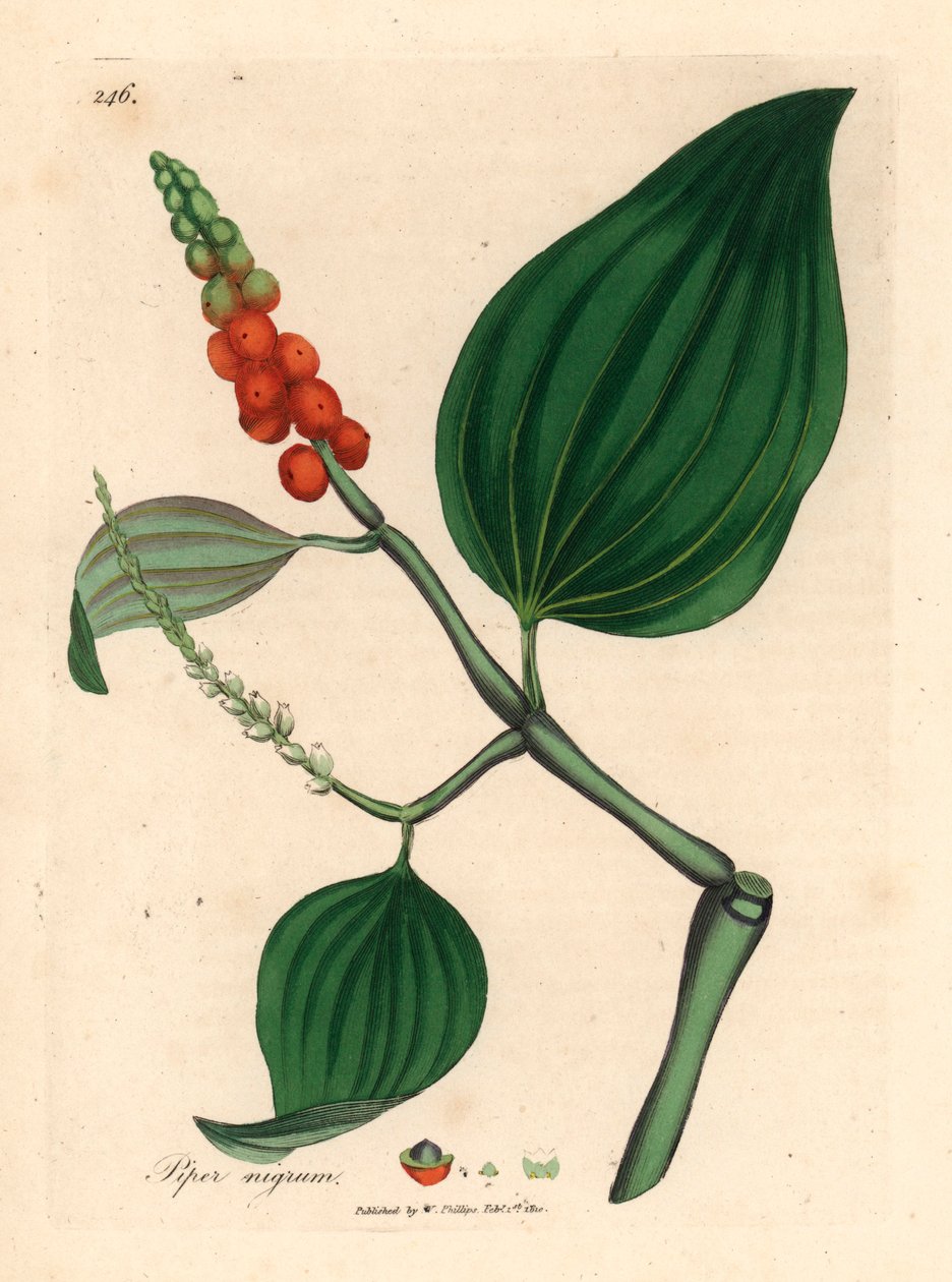 Černý pepř, Piper nigrum, z botanické ilustrace Jamese Sowerbyho z William Woodville a Sira Williama Jacksona Hookera „Medical Botany“ 1832 (ručně kolorovaná mědirytina) od James (after) Sowerby