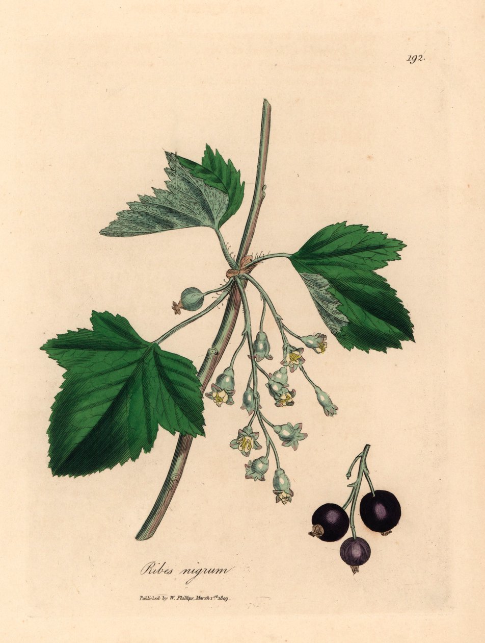 Strom černého rybízu, Ribes nigrum, z botanické ilustrace Jamese Sowerbyho z William Woodville a Sira Williama Jacksona Hookera „Medical Botany“ 1832 (ručně kolorovaná mědirytina) od James (after) Sowerby