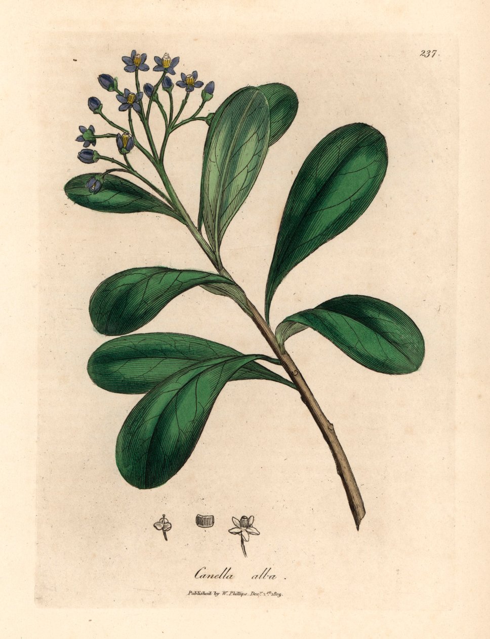 Modrokvětá canella s vavřínovými listy, Canella alba, Canella winterana, z botanické ilustrace Jamese Sowerbyho z William Woodville a Sira Williama Jacksona Hookera „Medical Botany“ 1832 (ručně kolorovaná mědirytina) od James (after) Sowerby