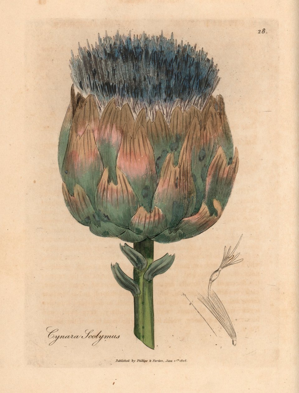Modře a fialově květovaný artyčok, Cynara scolymus, z botanické ilustrace Jamese Sowerbyho z Williama Woodvilla a Sira Williama Jacksona Hookera „Medical Botany“ 1832 (ručně kolorovaná mědirytina) od James (after) Sowerby