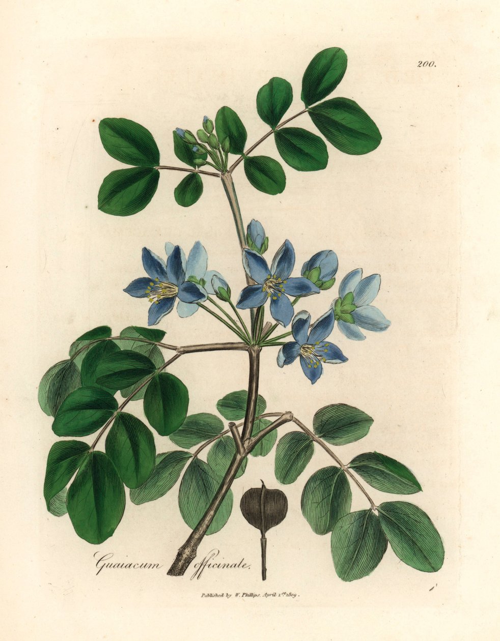 Modré květy Guaiacum officinale, z botanické ilustrace Jamese Sowerbyho z William Woodville a Sira Williama Jacksona Hookera „Medical Botany“ 1832 (ručně kolorovaná mědirytina) od James (after) Sowerby
