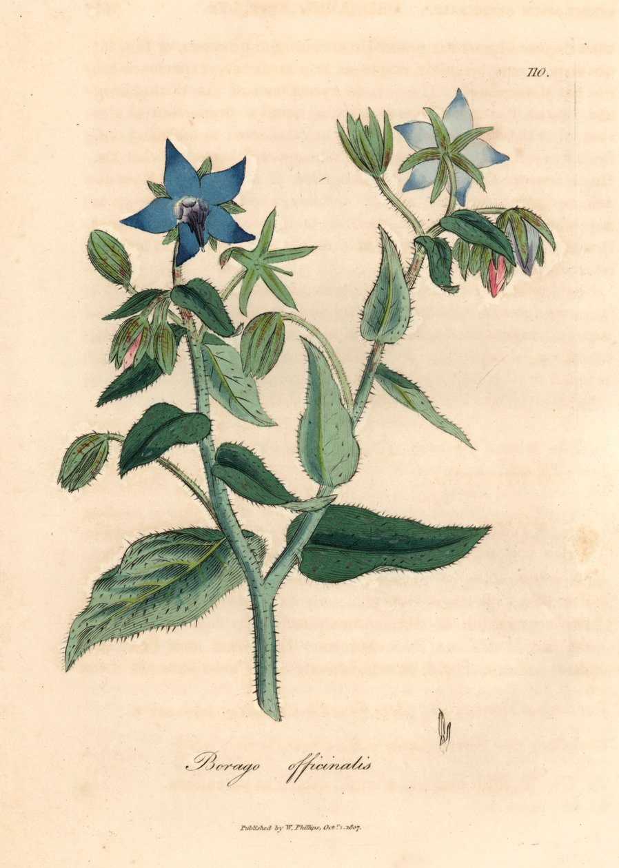 Brutnák s modrými květy, Borago officinalis, z botanické ilustrace Jamese Sowerbyho z William Woodville a Sira Williama Jacksona Hookera „Medical Botany“ 1832 (ručně kolorovaná mědirytina) od James (after) Sowerby