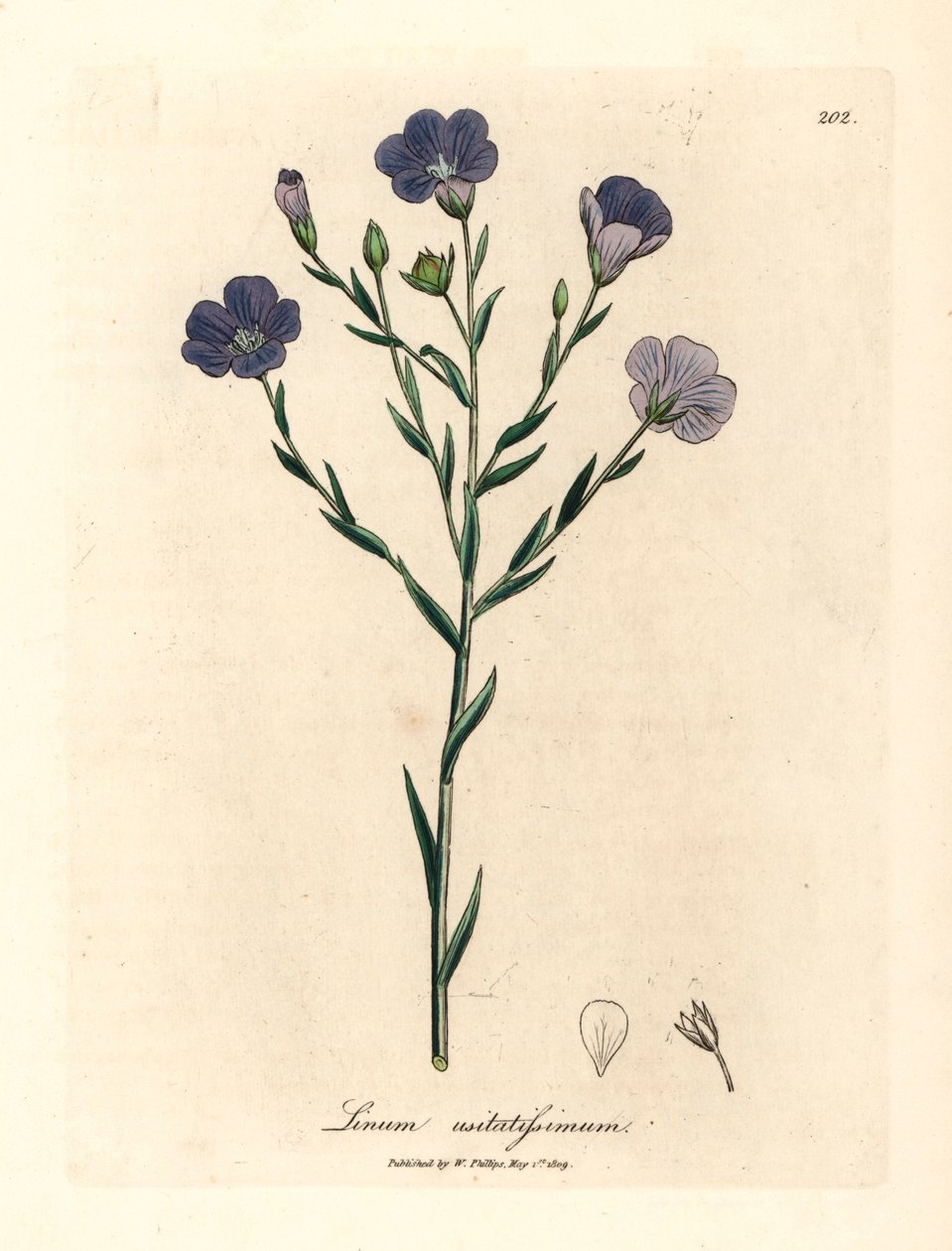 Modrý květovaný len, Linum usitatissimum, z botanické ilustrace Jamese Sowerbyho z William Woodville a Sira Williama Jacksona Hookera „Medical Botany“ 1832 (ručně kolorovaná mědirytina) od James (after) Sowerby