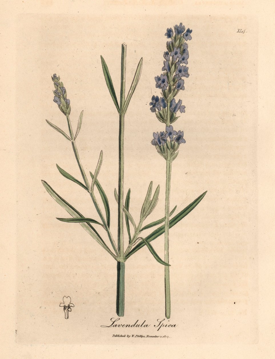 Modrá květovaná levandule, Lavandula spica, z botanické ilustrace Jamese Sowerbyho z William Woodville a Sira Williama Jacksona Hookera „Medical Botany“ 1832 (ručně kolorovaná mědirytina) od James (after) Sowerby