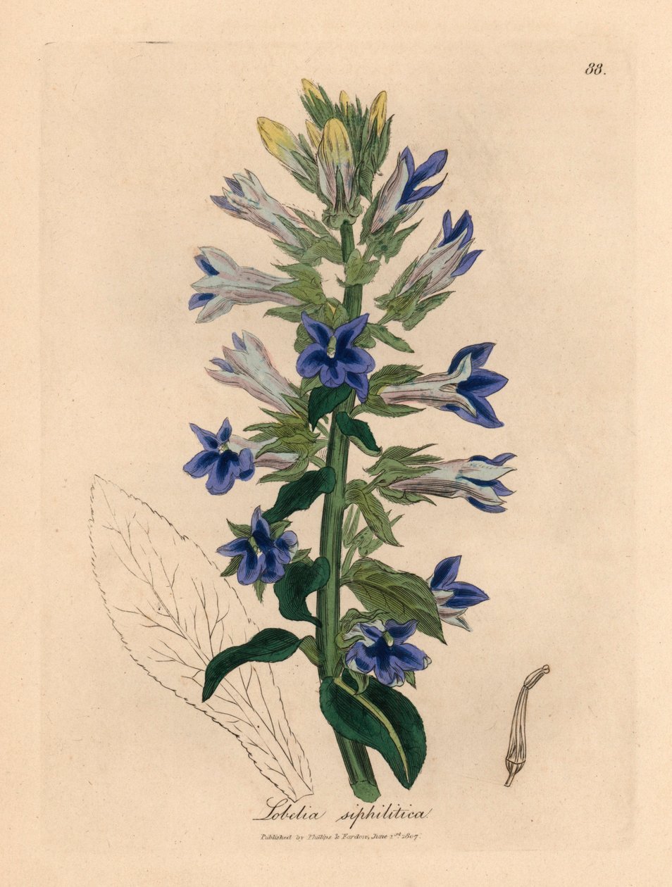 Modrá květovaná lobelie nebo kardinální květina, Lobelia siphilitica, z botanické ilustrace Jamese Sowerbyho z William Woodville a Sira Williama Jacksona Hookera „Medical Botany“ 1832 (ručně kolorovaná mědirytina) od James (after) Sowerby