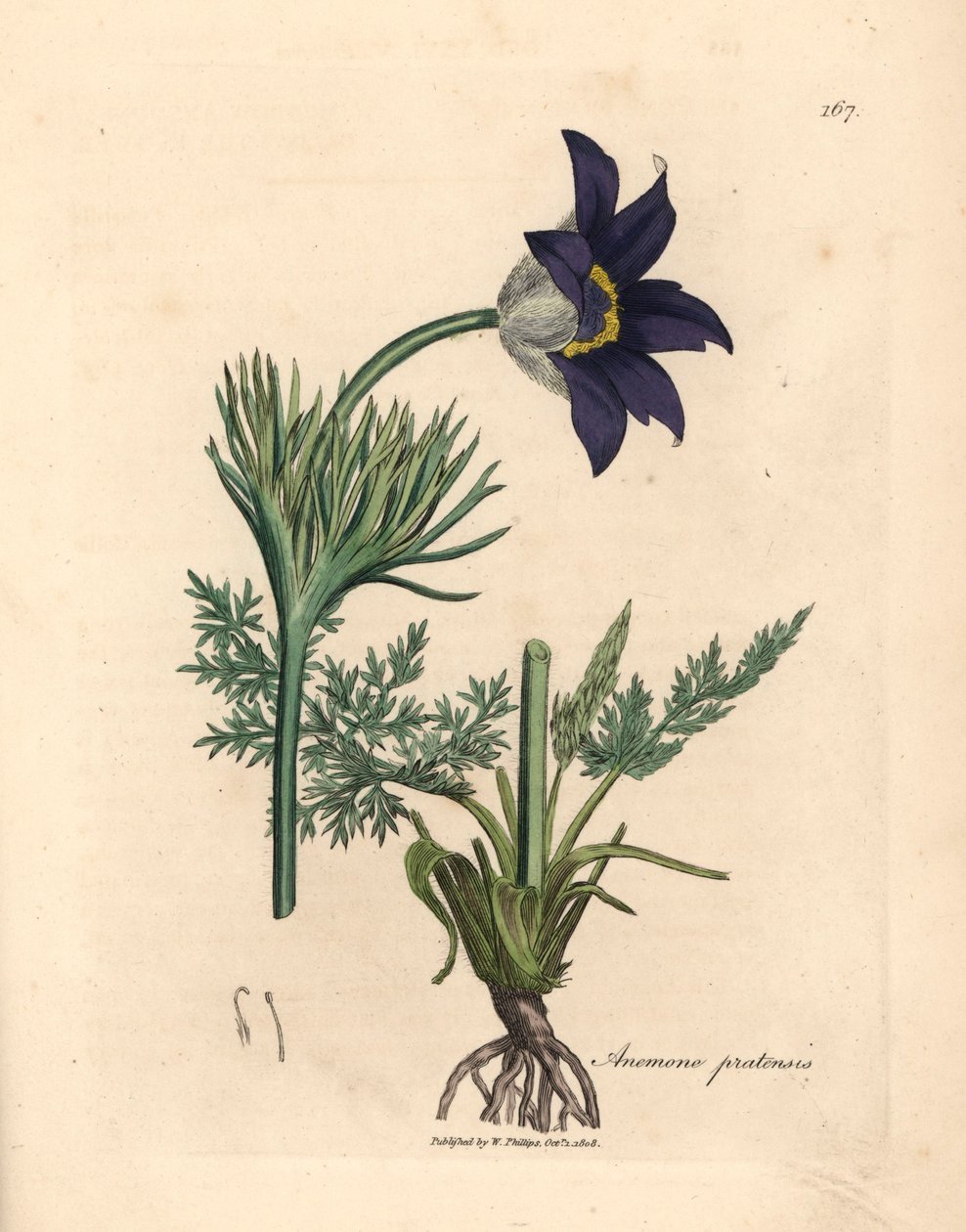Modře květovaná luční sasanka nebo koniklec, Anemone pratensis, z botanické ilustrace Jamese Sowerbyho z Williama Woodvilla a Sira Williama Jacksona Hookera "Medical Botany" 1832 (ručně kolorovaná mědirytina) od James (after) Sowerby