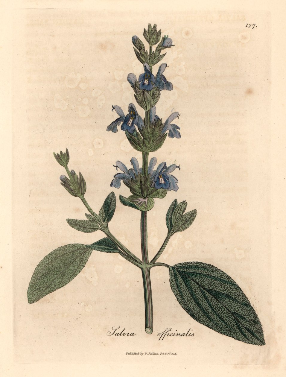 Modrá květovaná šalvěj, Salvia officinalis, z botanické ilustrace Jamese Sowerbyho z Williama Woodvilla a Sira Williama Jacksona Hookera „Medical Botany“ 1832 (ručně kolorovaná mědirytina) od James (after) Sowerby