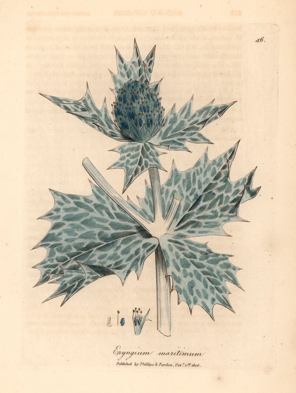 Mořská cesmína nebo eryngo s modrými květy, Eryngium maritinum, z botanické ilustrace Jamese Sowerbyho z William Woodville a Sira Williama Jacksona Hookera „Medical Botany“ 1832 (ručně kolorovaná mědirytina) od James (after) Sowerby