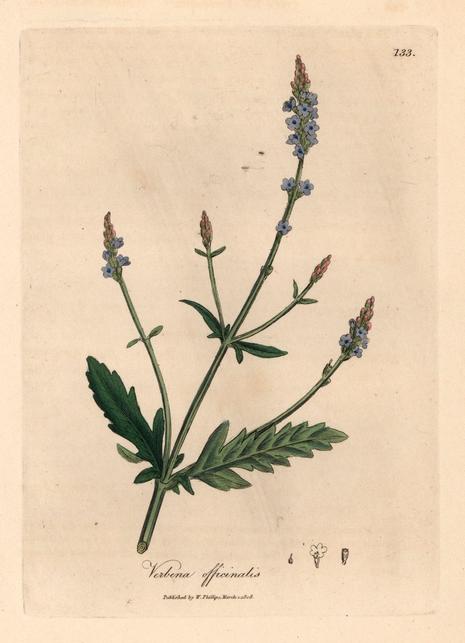 Verbena s modrými květy, Verbena officinalis, z botanické ilustrace Jamese Sowerbyho z William Woodville a Sira Williama Jacksona Hookera „Medical Botany“ 1832 (ručně kolorovaná mědirytina) od James (after) Sowerby