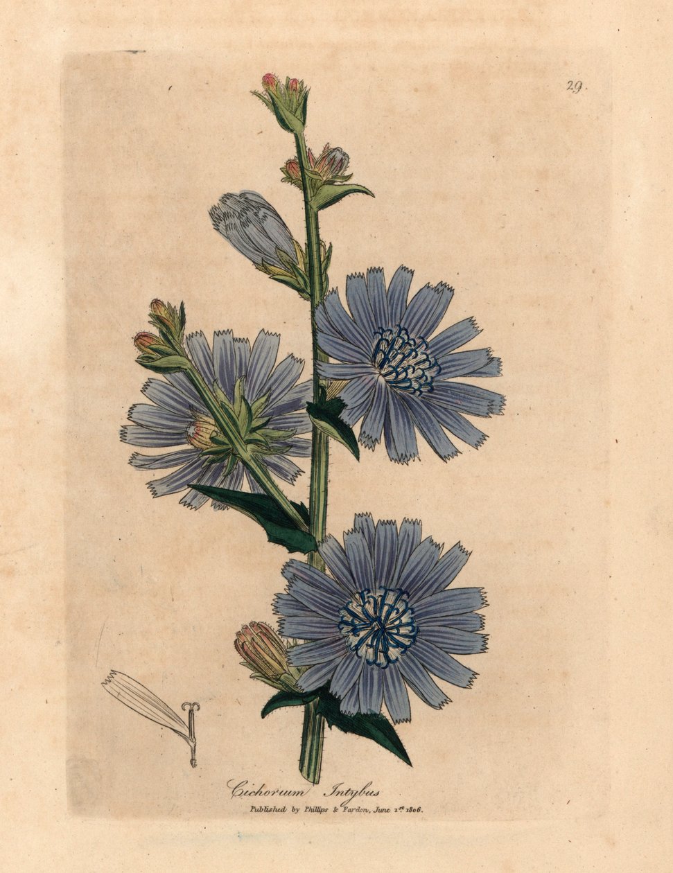 Modře květovaná divoká cikorka nebo čekanka, Cichorium intybus, z botanické ilustrace Jamese Sowerbyho z Williama Woodvilla a Sira Williama Jacksona Hookera „Medical Botany“ 1832 (ručně kolorovaná mědirytina) od James (after) Sowerby
