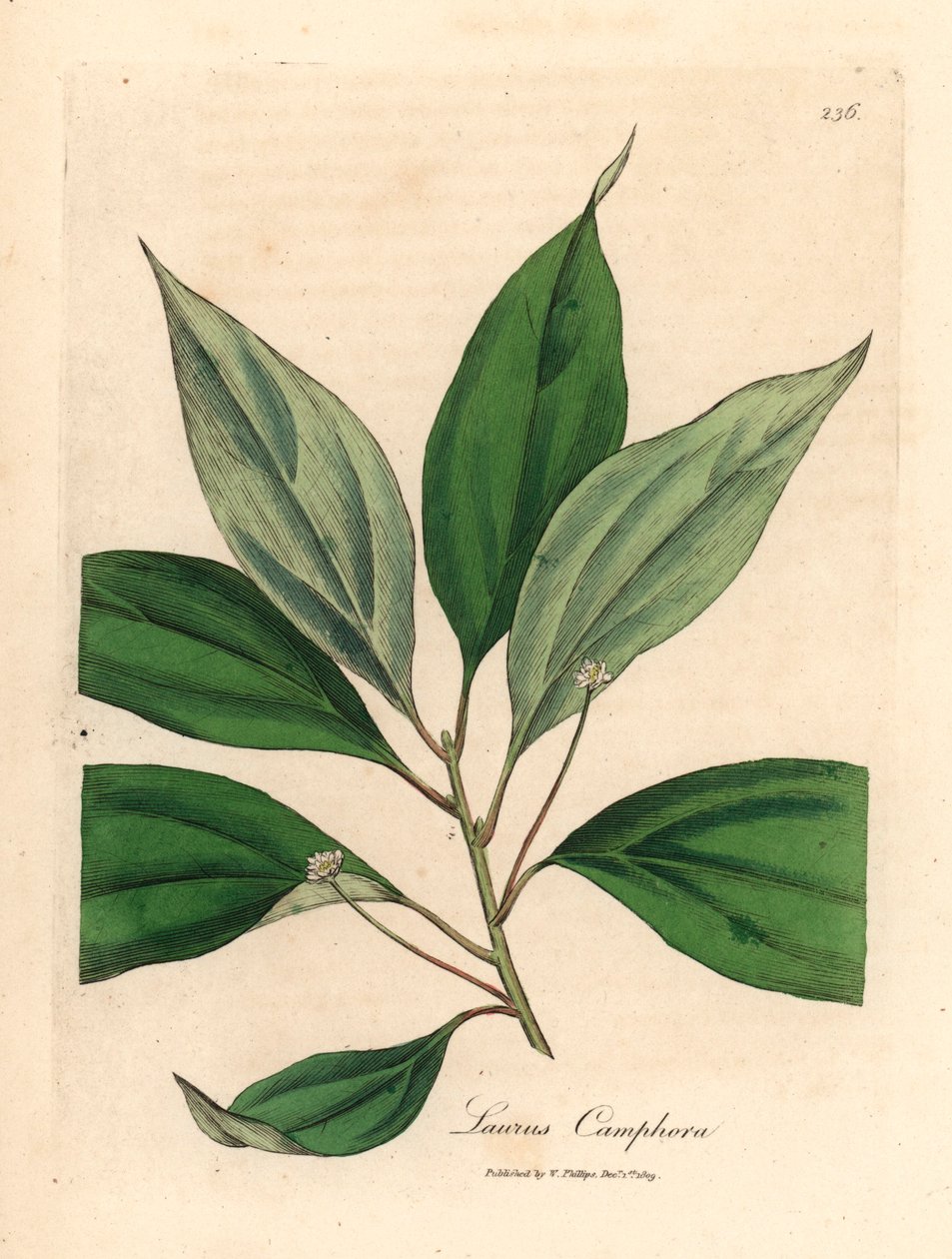 Kafrovník, Laurus camphora, z botanické ilustrace Jamese Sowerbyho z Williama Woodvilla a Sira Williama Jacksona Hookera „Medical Botany“ 1832 (ručně kolorovaná mědirytina) od James (after) Sowerby
