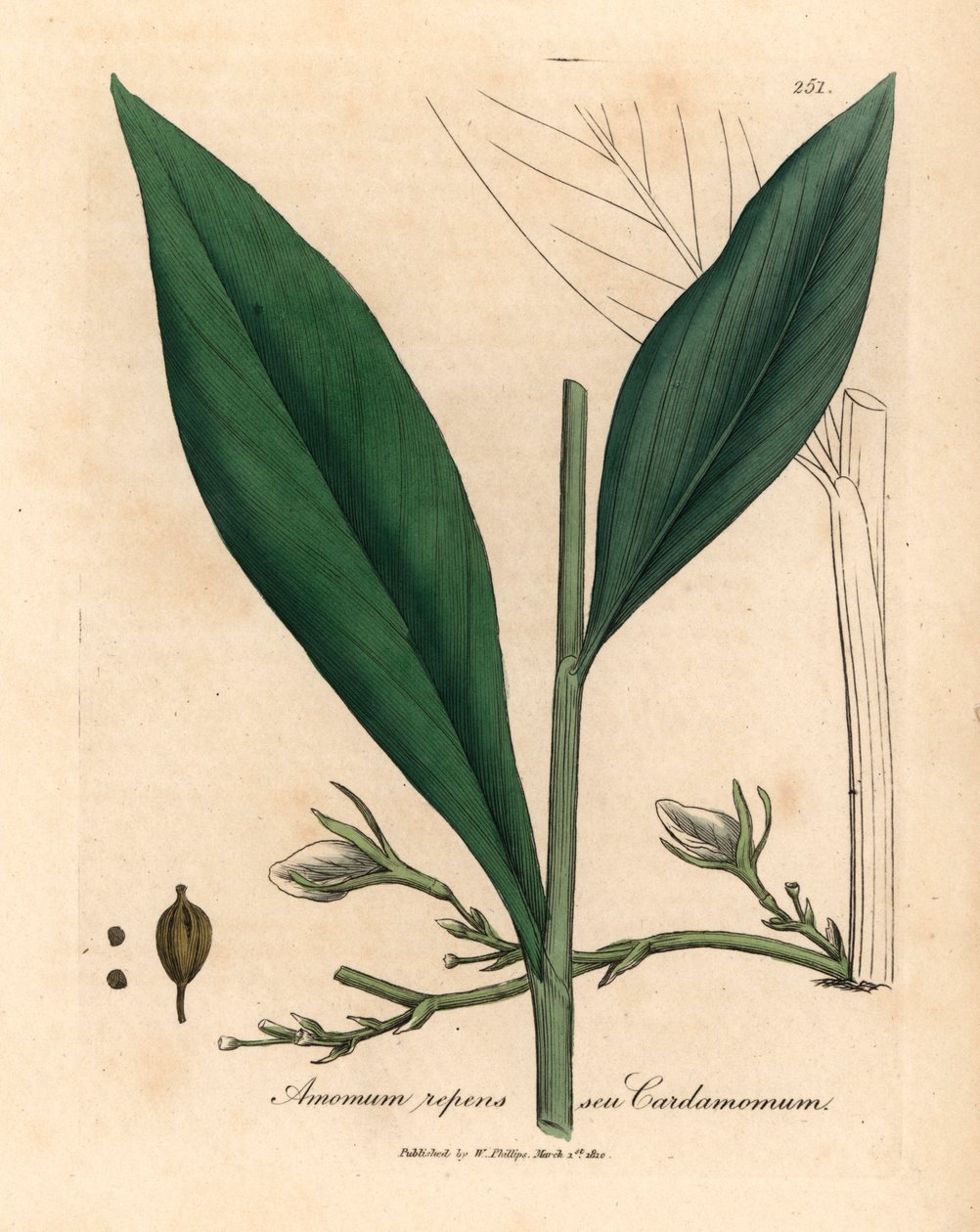 Kardamom, Elettaria cardamomum, z botanické ilustrace Jamese Sowerbyho z Williama Woodvilla a Sira Williama Jacksona Hookera „Medical Botany“ 1832 (ručně kolorovaná mědirytina) od James (after) Sowerby