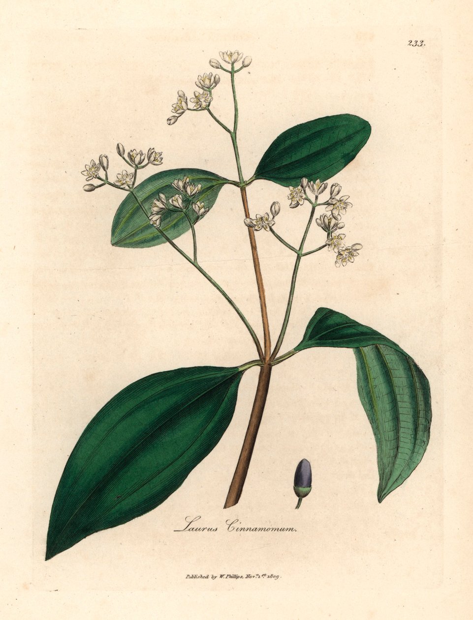 Skořicovník, Laurus cinnamomum, z botanické ilustrace Jamese Sowerbyho z William Woodville a Sira Williama Jacksona Hookera „Medical Botany“ 1832 (ručně kolorovaná mědirytina) od James (after) Sowerby