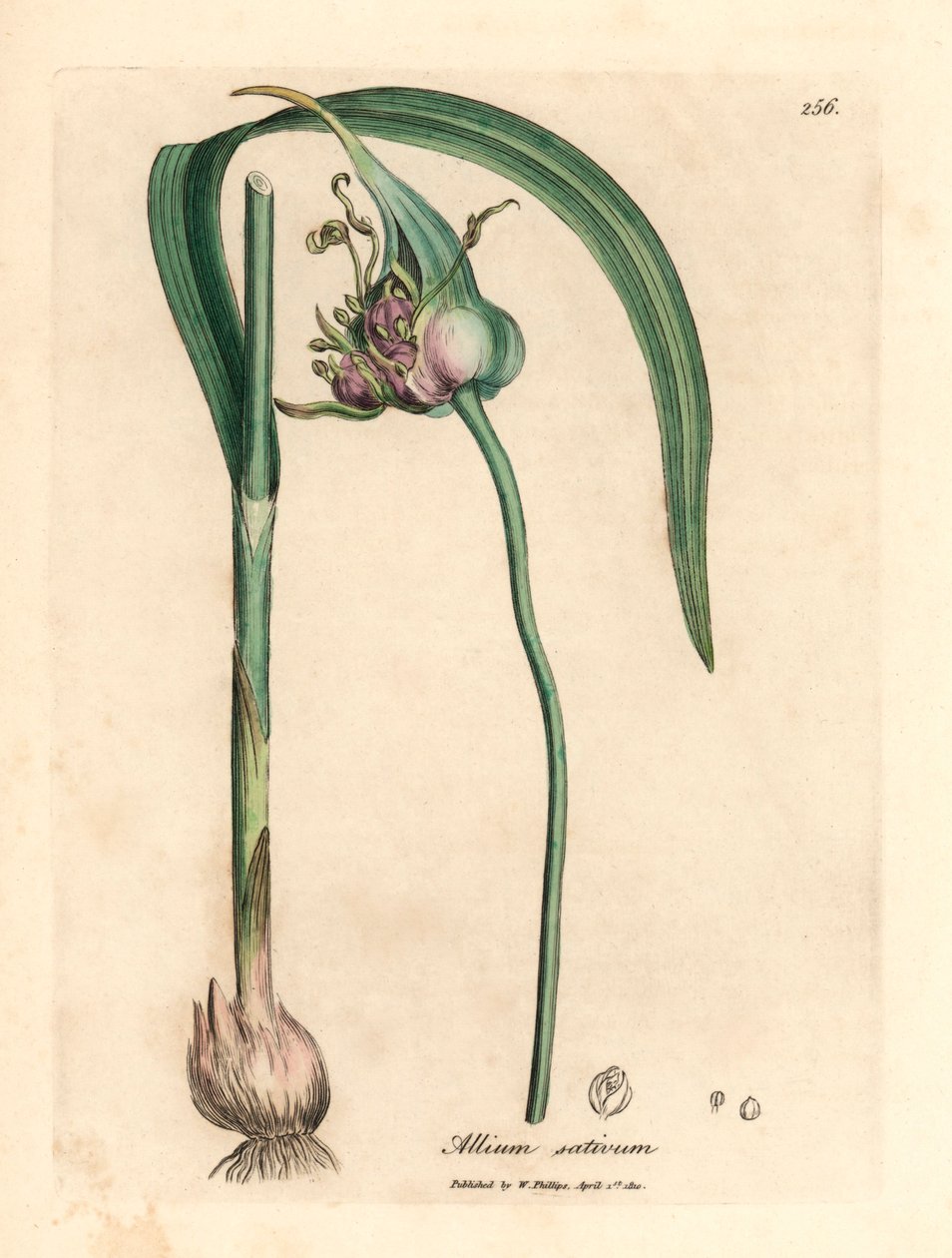 Běžně pěstovaný česnek, Allium sativum, z botanické ilustrace Jamese Sowerbyho z Williama Woodvilla a Sira Williama Jacksona Hookera „Medical Botany“ 1832 (ručně kolorovaná mědirytina) od James (after) Sowerby