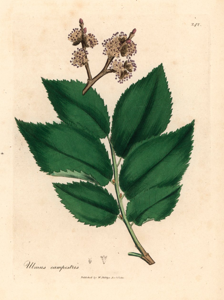 Jilm obecný, Ulmus campestris, z botanické ilustrace Jamese Sowerbyho z William Woodville a Sira Williama Jacksona Hookera „Lékařská botanika“ 1832 (ručně kolorovaná mědirytina) od James (after) Sowerby