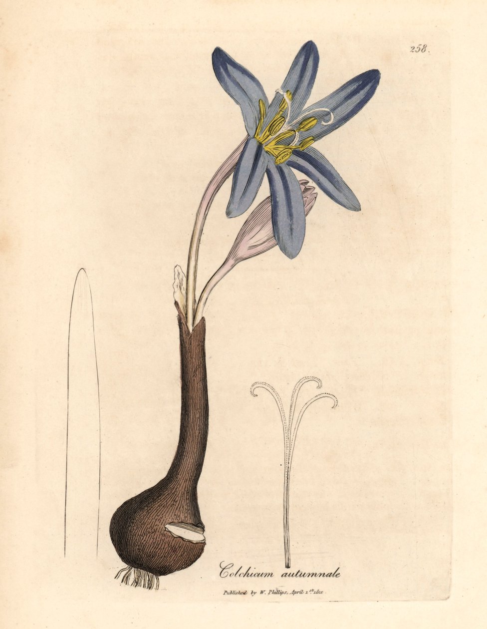 Šafrán obecný luční, Colchicum autumnale, z botanické ilustrace Jamese Sowerbyho z Williama Woodvilla a Sira Williama Jacksona Hookera „Medical Botany“ 1832 (ručně kolorovaná mědirytina) od James (after) Sowerby