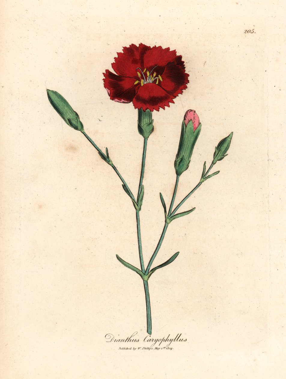 Karmínový karafiát, hřebíček růžový, Dianthus caryophyllus, z botanické ilustrace Jamese Sowerbyho z Williama Woodvilla a Sira Williama Jacksona Hookera „Medical Botany“ 1832 (ručně kolorovaná mědirytina) od James (after) Sowerby