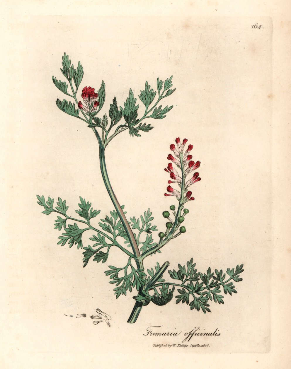 Karmínově květovaný fumitory, Fumaria officinalis, z botanické ilustrace Jamese Sowerbyho z Williama Woodvilla a Sira Williama Jacksona Hookera „Medical Botany“ 1832 (ručně kolorovaná mědirytina) od James (after) Sowerby